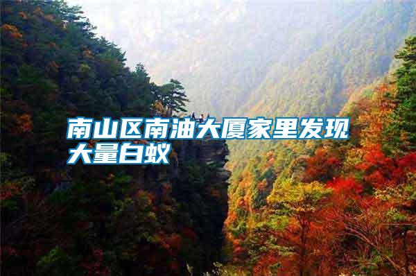 南山區(qū)南油大廈家里發(fā)現(xiàn)大量白蟻