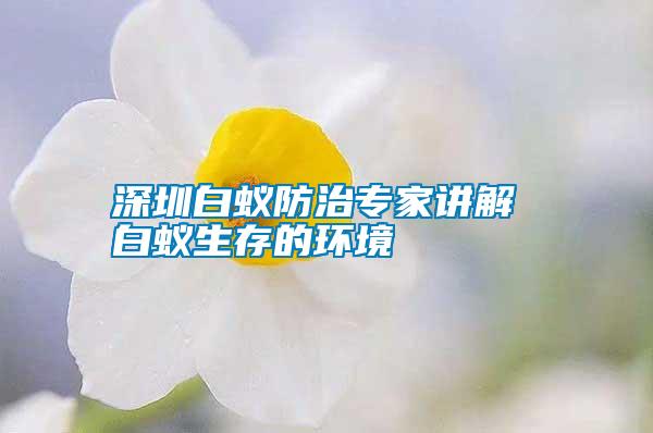 深圳白蟻防治專家講解 白蟻生存的環(huán)境