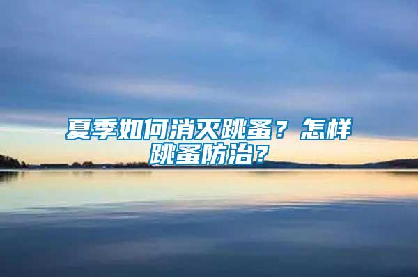 夏季如何消滅跳蚤？怎樣跳蚤防治？