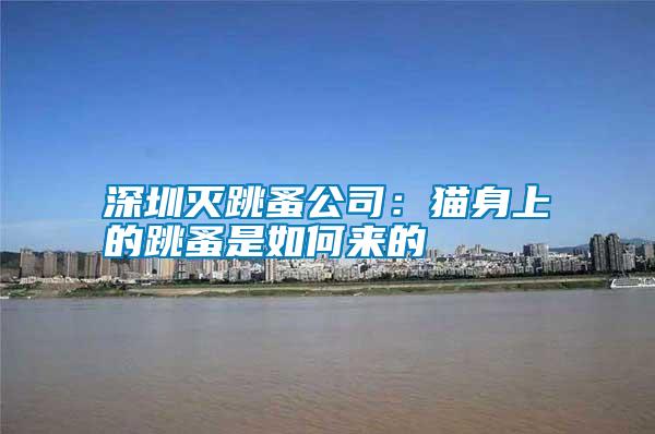 深圳滅跳蚤公司：貓身上的跳蚤是如何來(lái)的