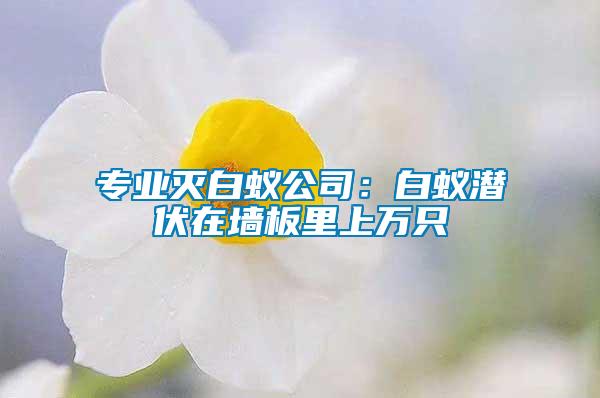 專業(yè)滅白蟻公司：白蟻潛伏在墻板里上萬(wàn)只