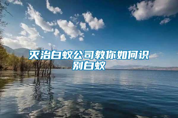 滅治白蟻公司教你如何識別白蟻