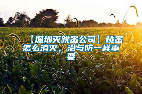 【深圳滅跳蚤公司】跳蚤怎么消滅，治與防一樣重要