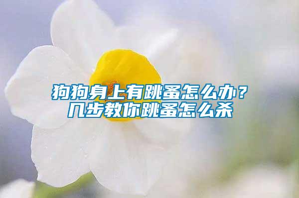 狗狗身上有跳蚤怎么辦？幾步教你跳蚤怎么殺