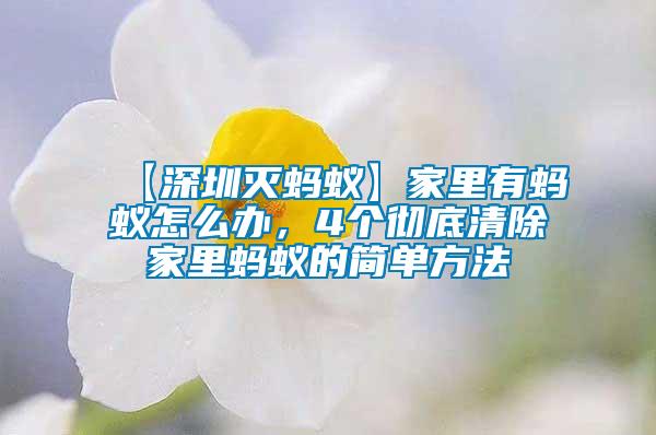 【深圳滅螞蟻】家里有螞蟻怎么辦，4個徹底清除家里螞蟻的簡單方法