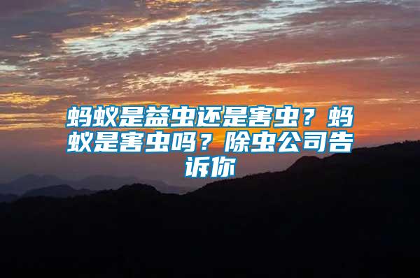 螞蟻是益蟲還是害蟲？螞蟻是害蟲嗎？除蟲公司告訴你