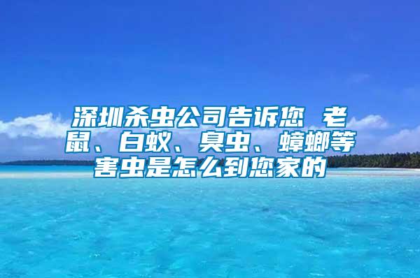 深圳殺蟲公司告訴您 老鼠、白蟻、臭蟲、蟑螂等害蟲是怎么到您家的