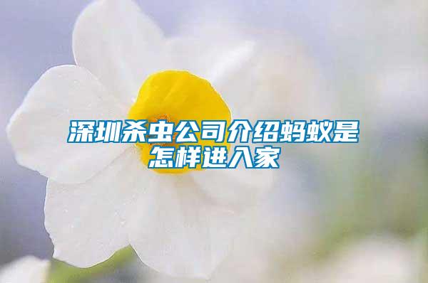 深圳殺蟲公司介紹螞蟻是怎樣進(jìn)入家