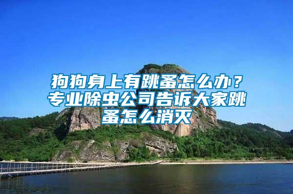 狗狗身上有跳蚤怎么辦？專業(yè)除蟲公司告訴大家跳蚤怎么消滅