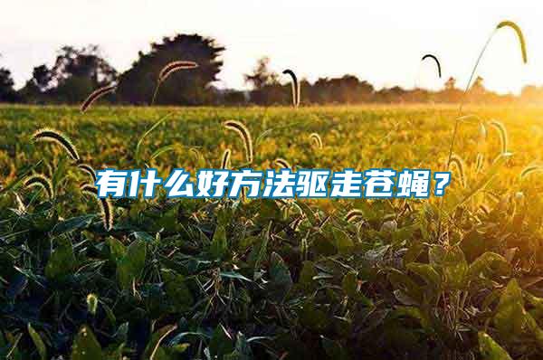 有什么好方法驅(qū)走蒼蠅？