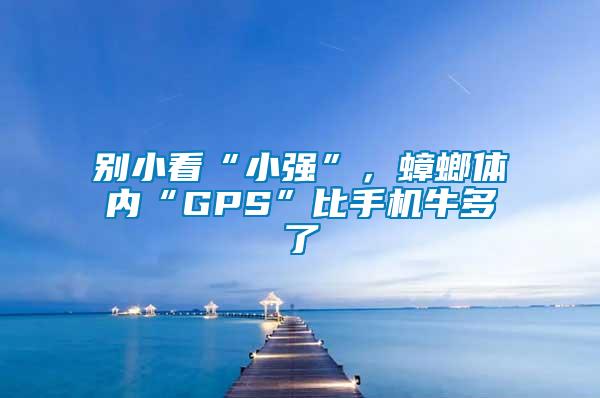 別小看“小強(qiáng)”，蟑螂體內(nèi)“GPS”比手機(jī)牛多了