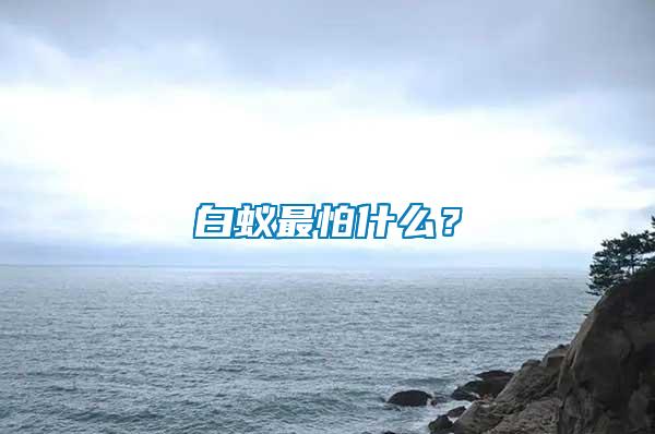 白蟻?zhàn)钆率裁矗?/></p>
             <p style=