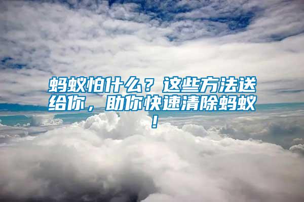 螞蟻怕什么？這些方法送給你，助你快速清除螞蟻！