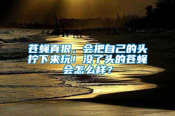 蒼蠅真狠，會把自己的頭擰下來玩！沒了頭的蒼蠅會怎么樣？