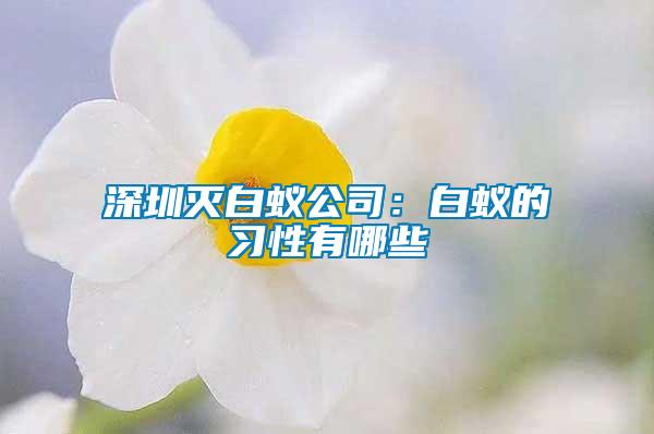 深圳滅白蟻公司：白蟻的習(xí)性有哪些