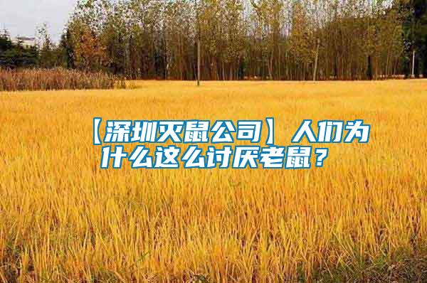 【深圳滅鼠公司】人們?yōu)槭裁催@么討厭老鼠？