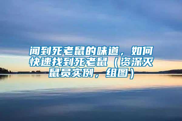 聞到死老鼠的味道，如何快速找到死老鼠（資深滅鼠員實例，組圖）