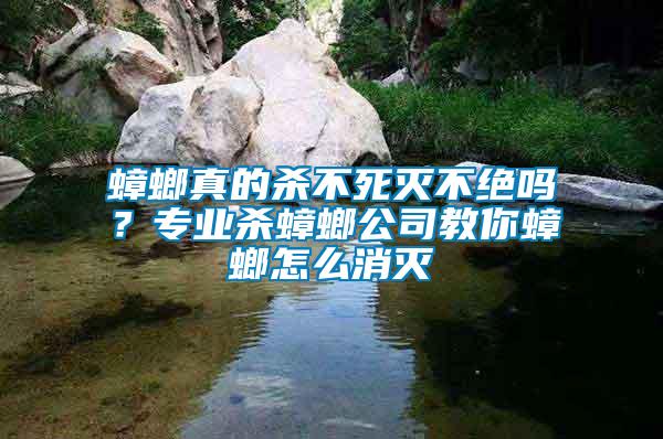 蟑螂真的殺不死滅不絕嗎？專業(yè)殺蟑螂公司教你蟑螂怎么消滅