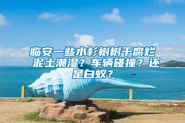 臨安一些水杉樹樹干腐爛 泥土潮濕？車輛碰撞？還是白蟻？