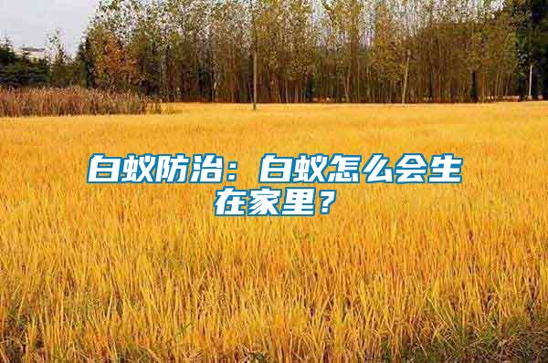 白蟻防治：白蟻怎么會(huì)生在家里？