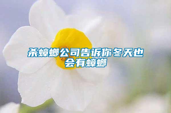 殺蟑螂公司告訴你冬天也會(huì)有蟑螂