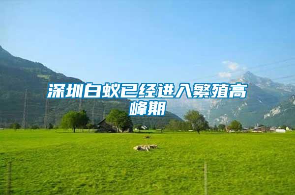 深圳白蟻已經(jīng)進入繁殖高峰期