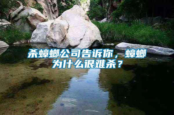 殺蟑螂公司告訴你，蟑螂為什么很難殺？