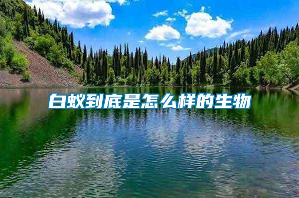 白蟻到底是怎么樣的生物