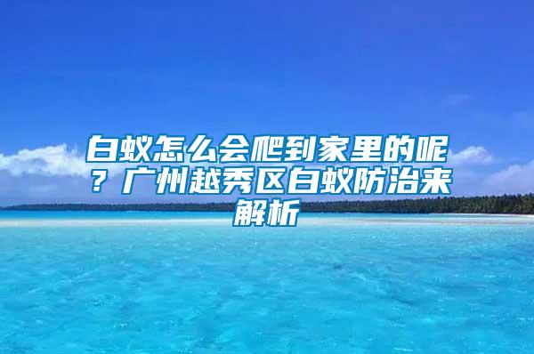 白蟻怎么會(huì)爬到家里的呢？廣州越秀區(qū)白蟻防治來解析