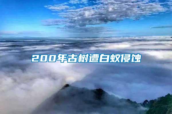 200年古樹(shù)遭白蟻侵蝕