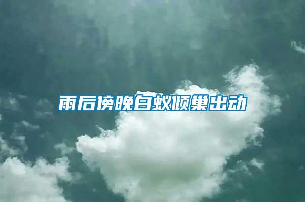 雨后傍晚白蟻傾巢出動(dòng)