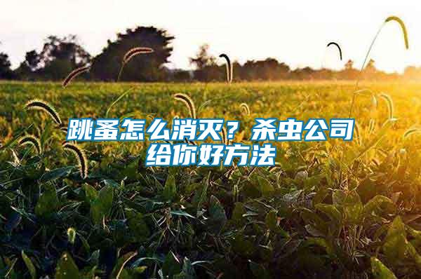 跳蚤怎么消滅？殺蟲公司給你好方法