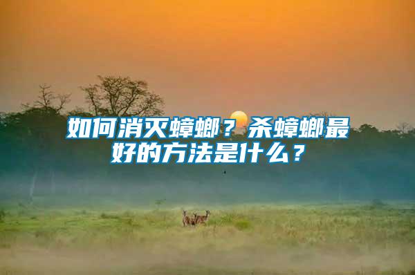 如何消滅蟑螂？殺蟑螂最好的方法是什么？