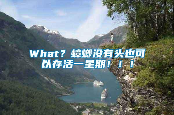 What？蟑螂沒有頭也可以存活一星期?。。?/></p>
             <p style=