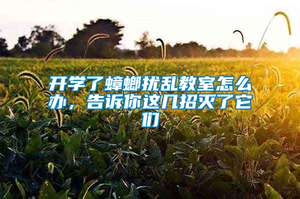 開學了蟑螂擾亂教室怎么辦，告訴你這幾招滅了它們