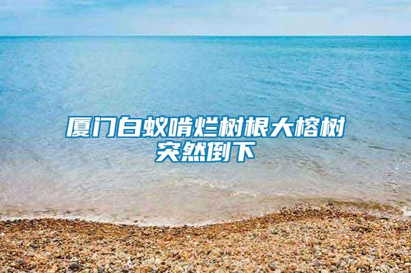 廈門白蟻啃爛樹根大榕樹突然倒下