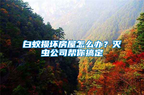 白蟻損壞房屋怎么辦？滅蟲公司幫你搞定