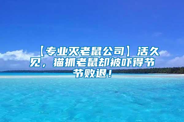 【專業(yè)滅老鼠公司】活久見，貓抓老鼠卻被嚇得節(jié)節(jié)敗退！