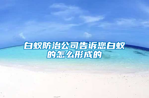 白蟻防治公司告訴您白蟻的怎么形成的