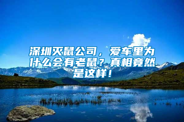 深圳滅鼠公司，愛(ài)車?yán)餅槭裁磿?huì)有老鼠？真相竟然是這樣！