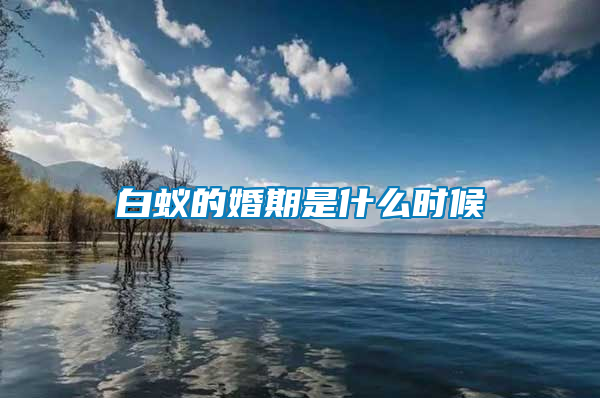 白蟻的婚期是什么時(shí)候