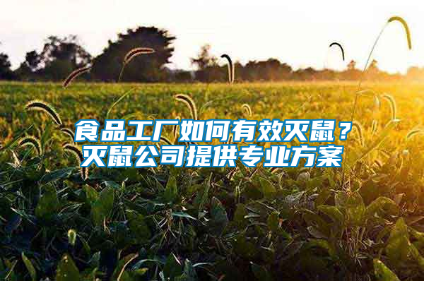 食品工廠如何有效滅鼠？滅鼠公司提供專業(yè)方案