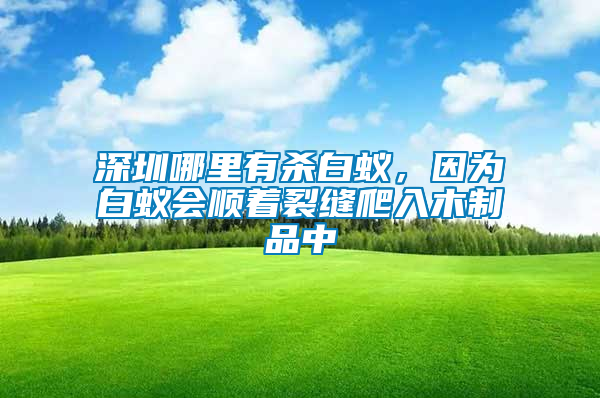 深圳哪里有殺白蟻，因?yàn)榘紫仌樦芽p爬入木制品中