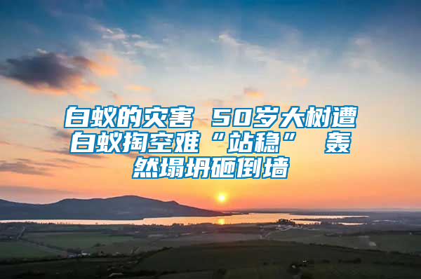 白蟻的災害 50歲大樹遭白蟻掏空難“站穩(wěn)” 轟然塌坍砸倒墻