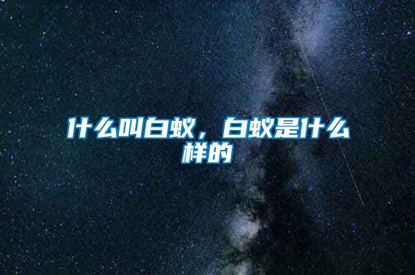 什么叫白蟻，白蟻是什么樣的