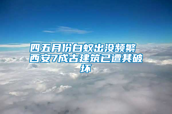 四五月份白蟻出沒(méi)頻繁 西安7成古建筑已遭其破壞