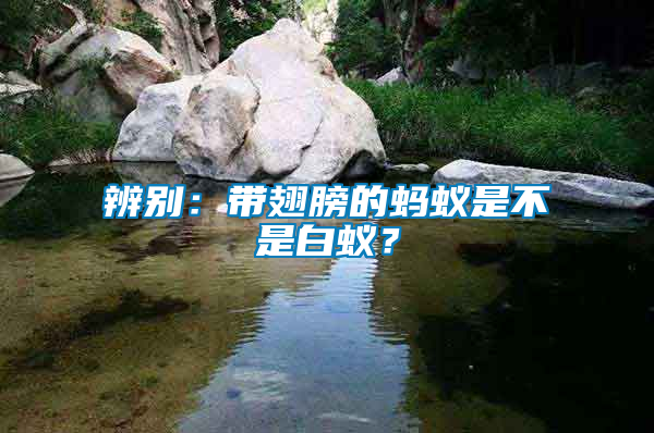 辨別：帶翅膀的螞蟻是不是白蟻？